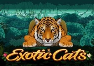 Read more about the article Exotic Cats Slot Game