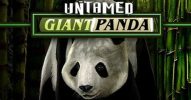 Untamed Giant Panda